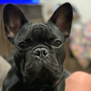 Meet your Posher, Benjamin